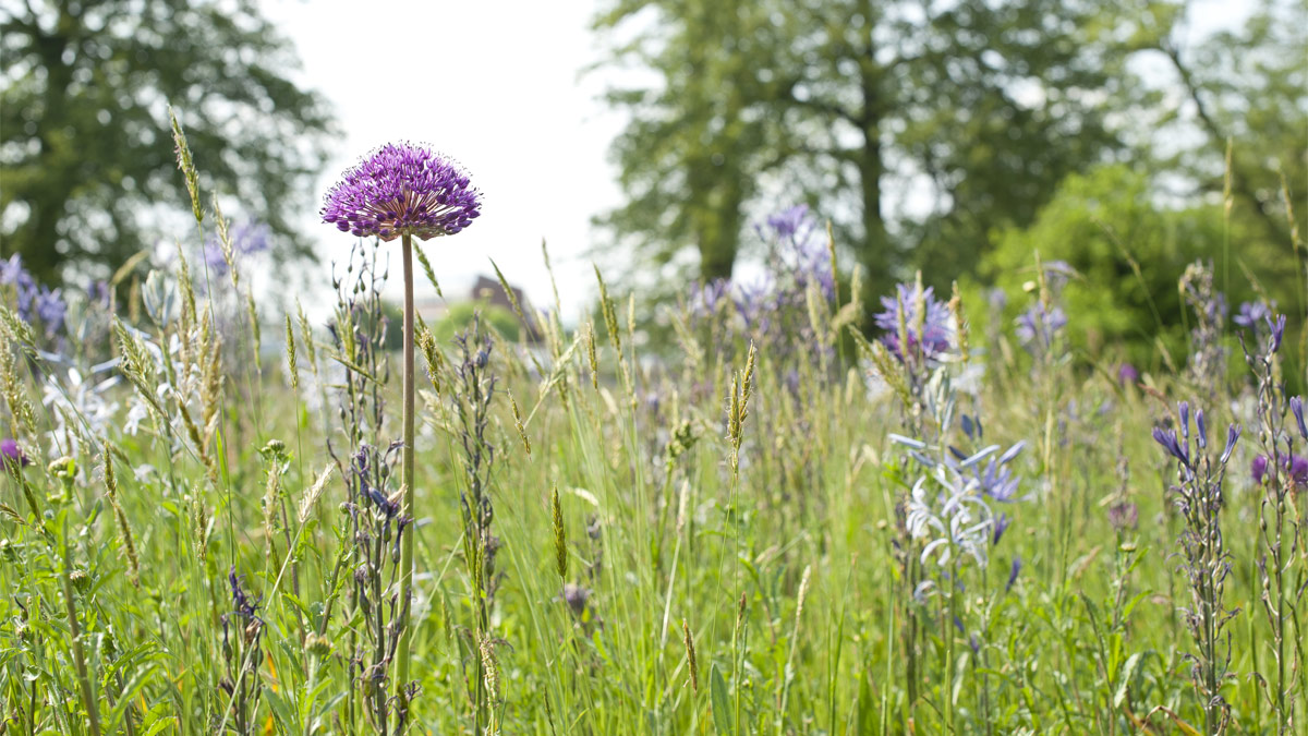wildflower