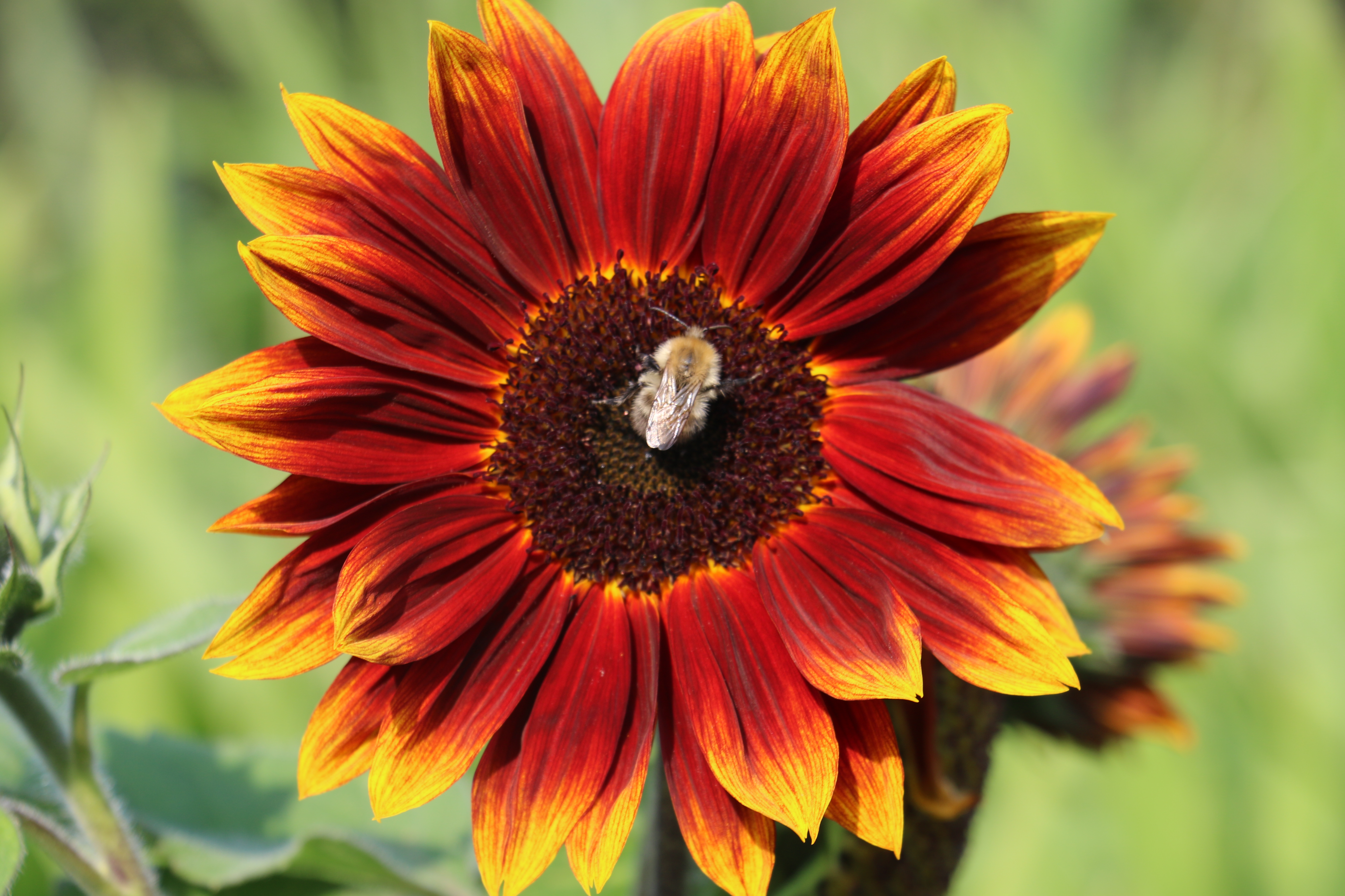 Sun Flower