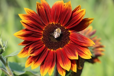 Sun Flower