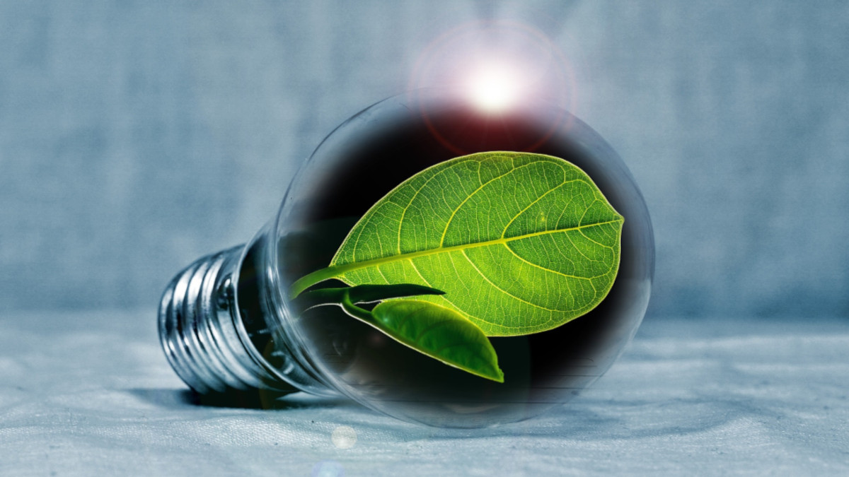 Leaf in a lightbulb