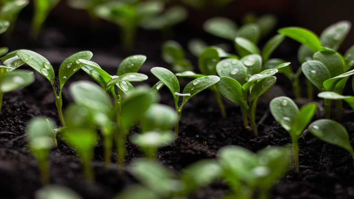 Germination on soil
